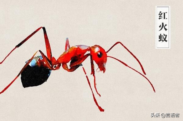 中国十大外来入侵物种