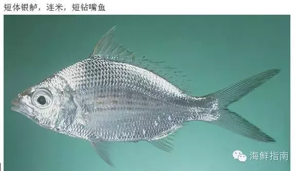 常见的海鱼有哪些（常见海水鱼类图谱大全）