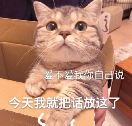 可爱猫咪的表情包我的悲伤大概有这么大