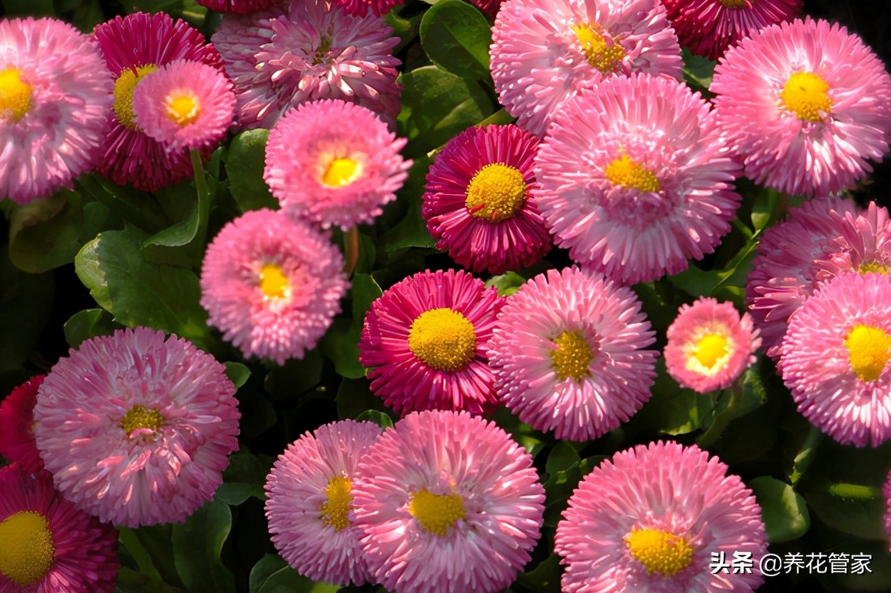 小雏菊长什么样子图片(最漂亮又好养的雏菊系列)