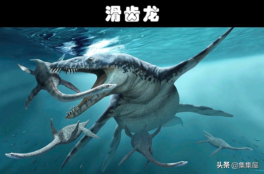 3,滑齿龙海王鱼龙是一种海洋爬行动物,生活在2.44亿年前的三叠纪时期.