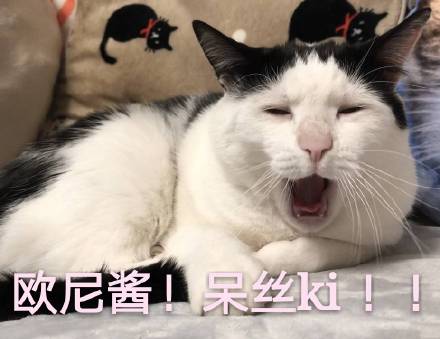 猫咪撩人表情包16张：超级超级喜欢你、心跳加速