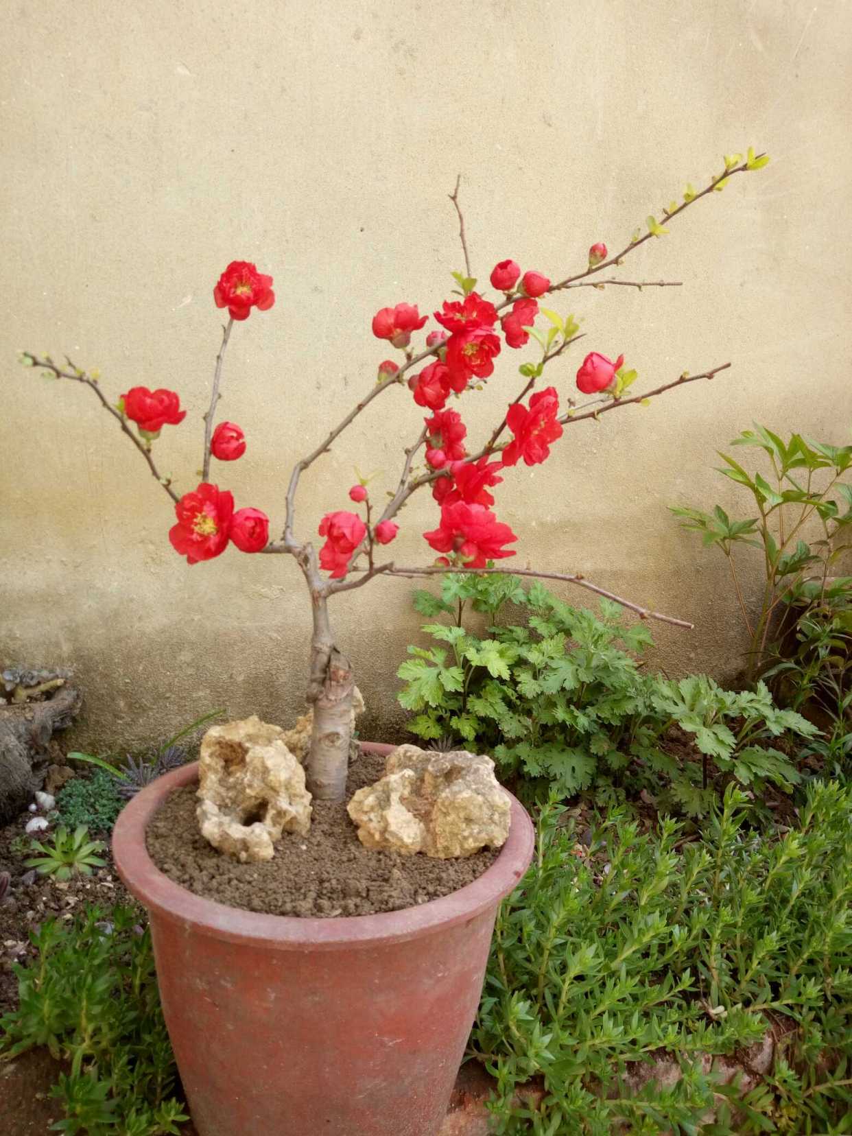 比利时海棠花怎么养小技巧专业回答