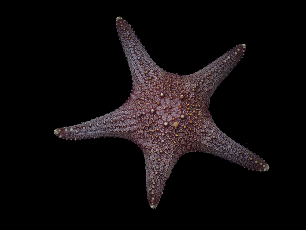 闪光宝石海星啥颜色图片