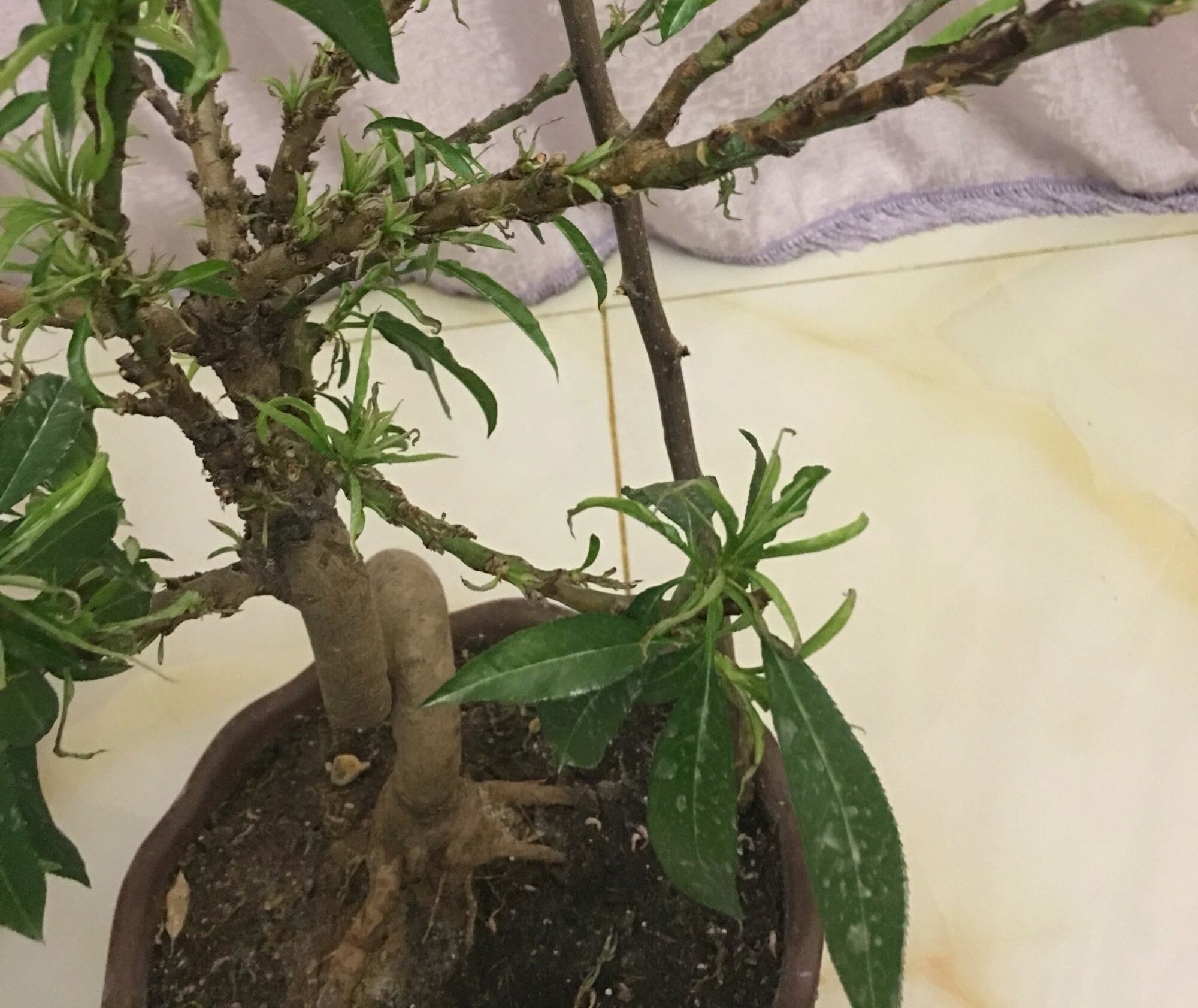 家庭养护桃树盆栽,这6点做到了,桃树盆栽花多叶茂结果多