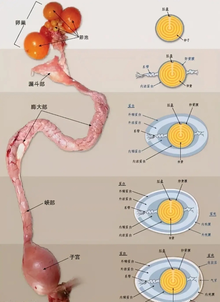 为什么母鸡没有公鸡却能天天下蛋？母鸡：还不是因为人类