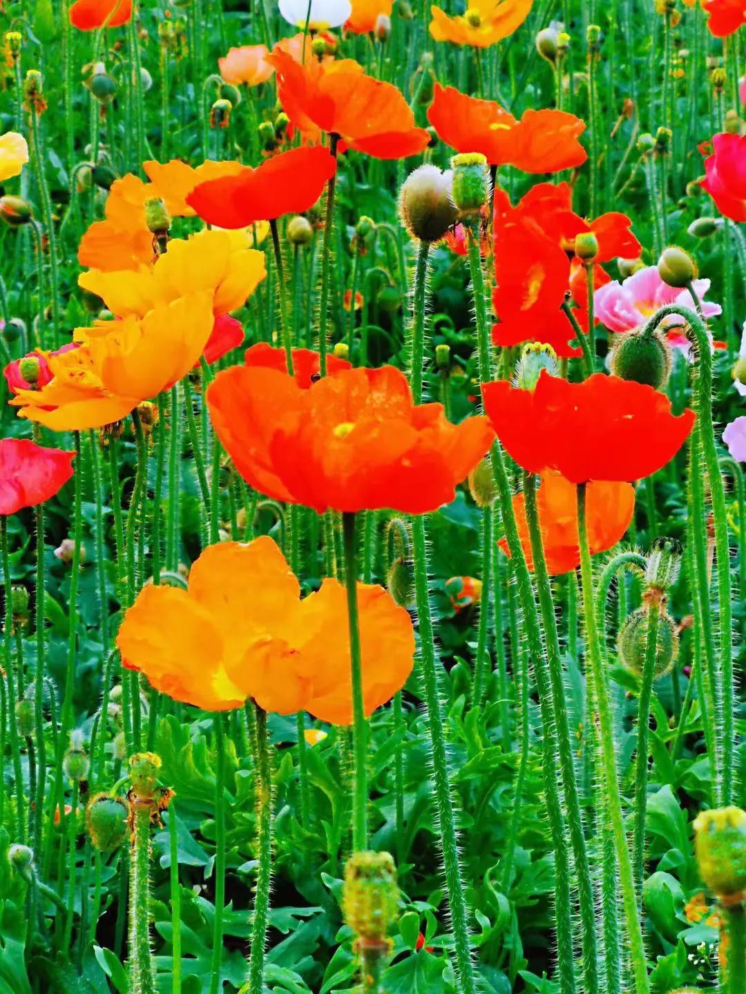 天河｜花城看花丨天河公园，虞美人花开，春摇荡