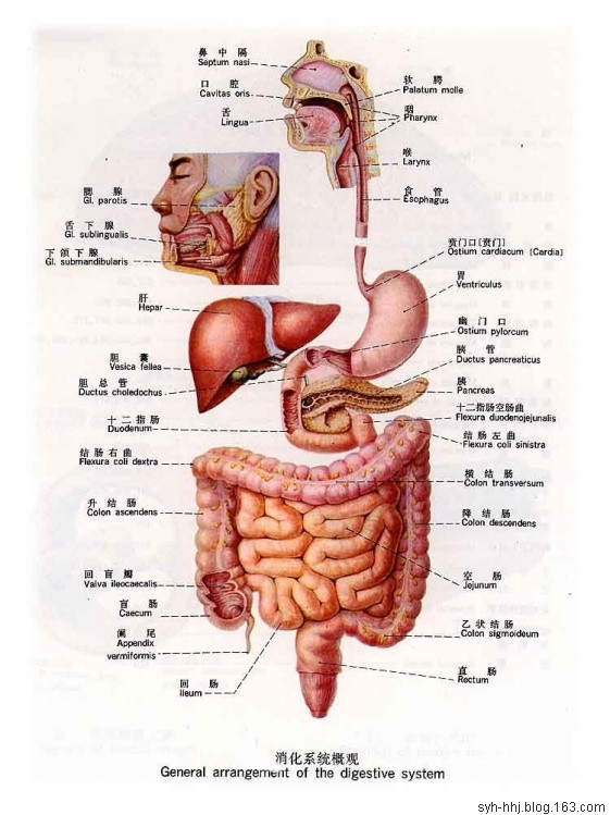 「转载」史上最全的人体（组织器官）全图