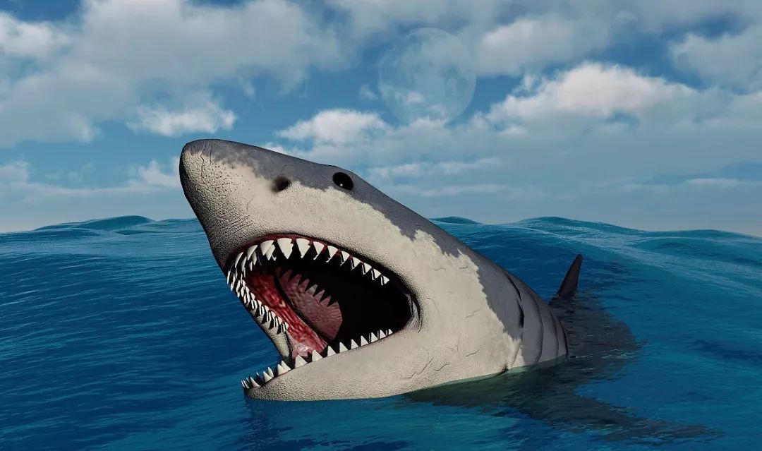 巨齿鲨的祖先是什么（曾经的海洋霸主的巨齿鲨）