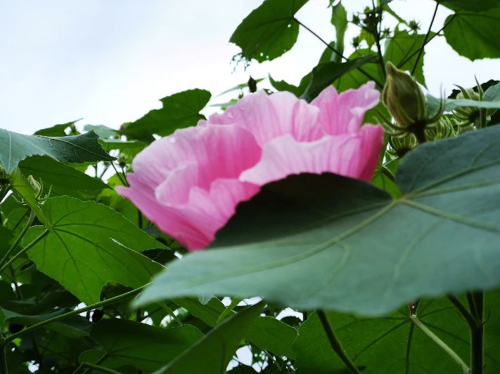 花开诗话：芙蓉花