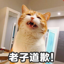 猫咪认错表情包合集