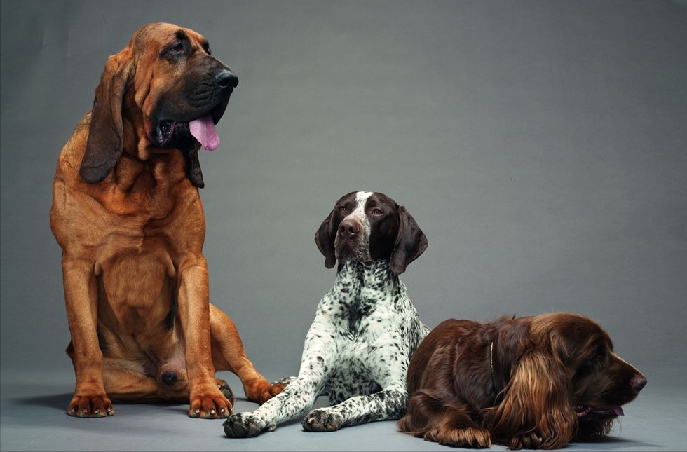 世界上最好的追踪犬——寻血猎犬