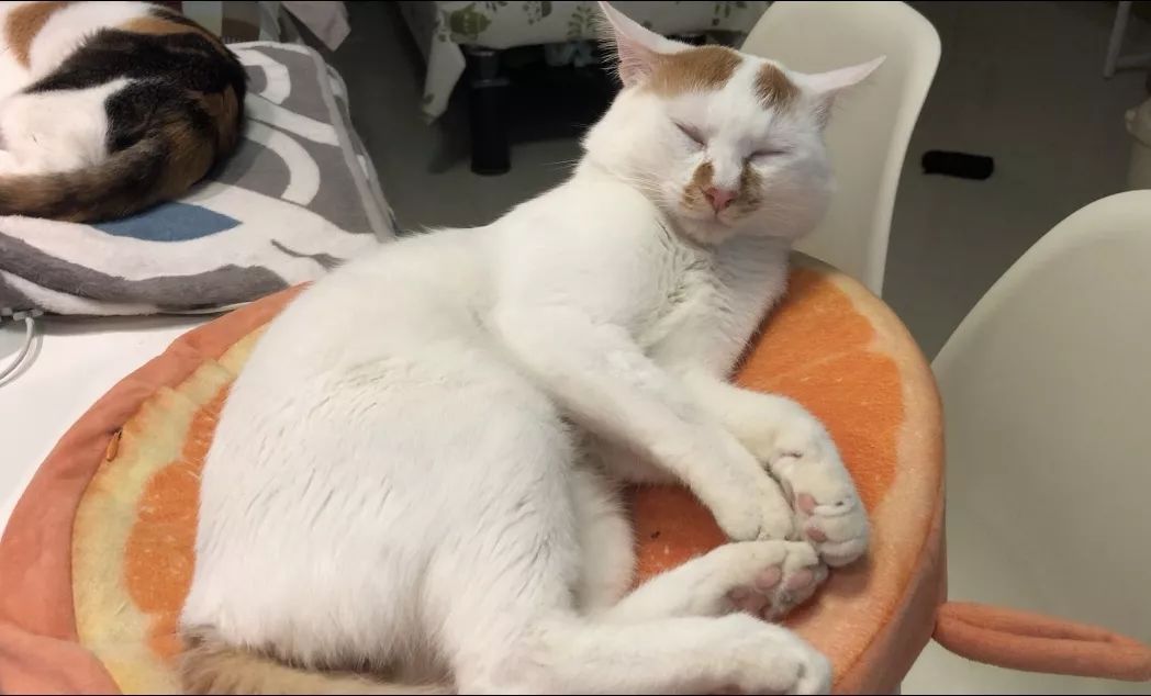 最可怕的猫咪疾病之一——猫传腹到底是怎么一回事？