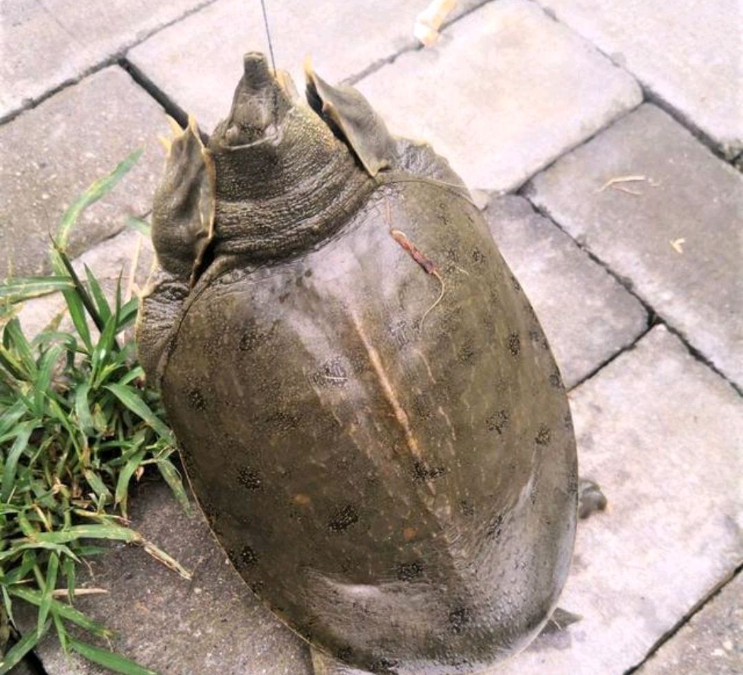 南昌钓鱼人钓上"黄金鳖",有人想出高价购买