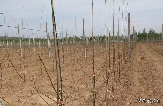 干货!果树芽接、枝接的嫁接时期