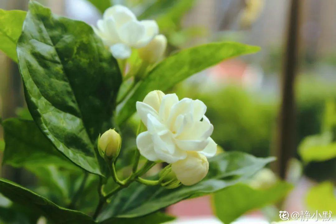 黑珍珠藍莓,黑珍珠藍莓品種介紹