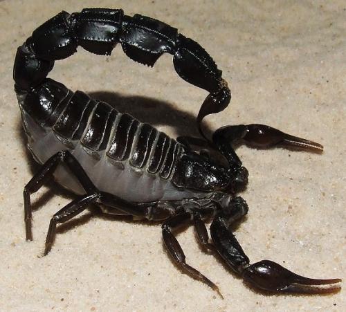 世界上最大的蝎子世界十大毒蝎王排名按照致死率最高杀人最多