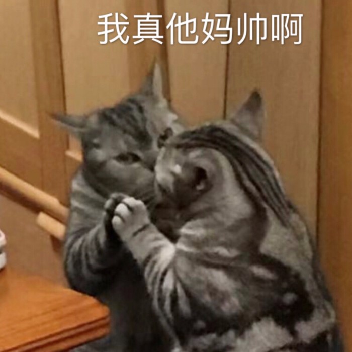 表情包：可不可以牵一下小猪猪的手？