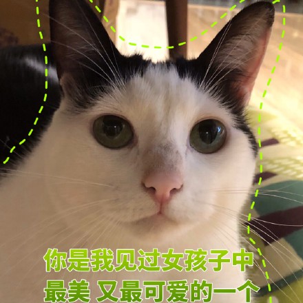 猫咪撩妹表情包：你是我见过女孩子中最美又最可爱的一个