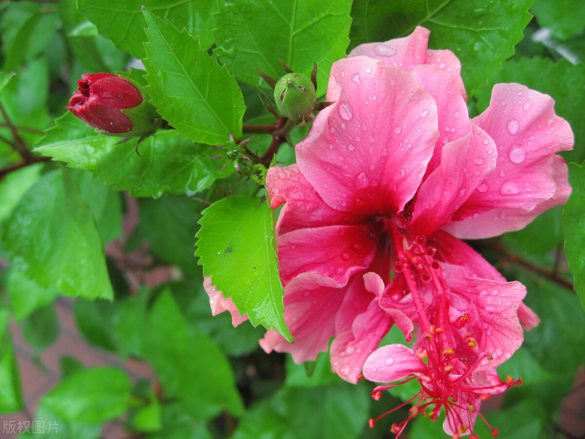 桑树图片(被) - 赤虎壹号