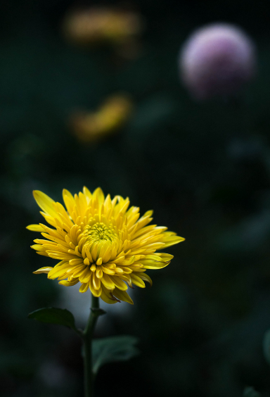 菊花，就是秋日最美的诗词，十二首晚菊诗词，傲骨迎霜，优雅美艳