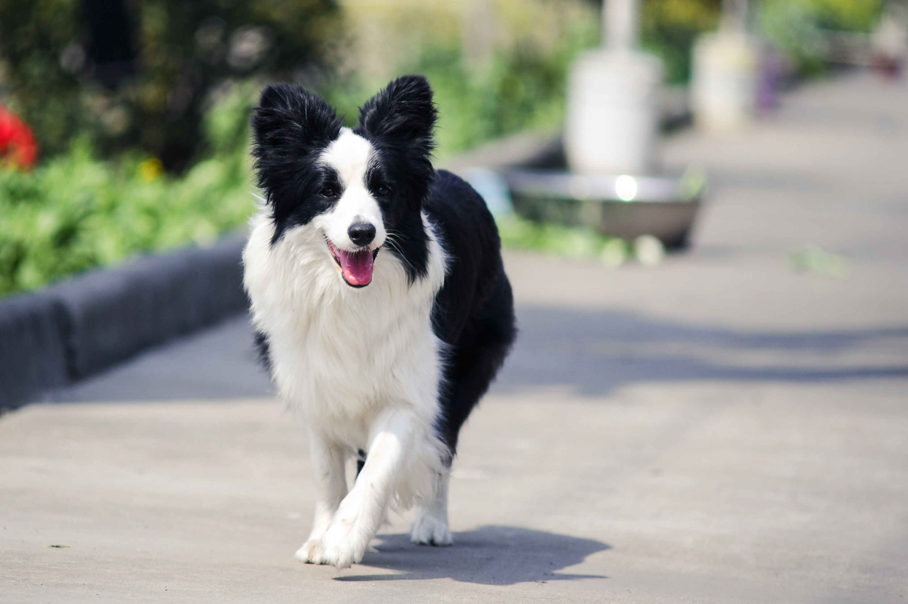 世界犬种智商排名榜前 30 名的聪明狗狗