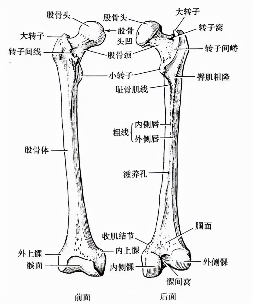 股骨头关节囊解剖图图片
