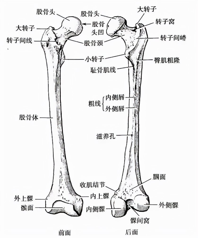 股骨头图片部位(7个动作自测) - 赤虎壹号