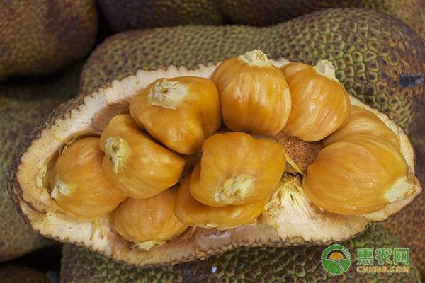 新品榴莲蜜你吃过吗？榴莲蜜与菠萝蜜的区别