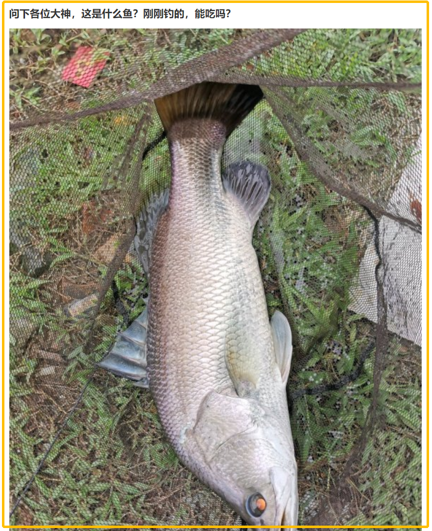 广东钓鱼人珠江钓起"金眼鱼",为凶猛外来物种