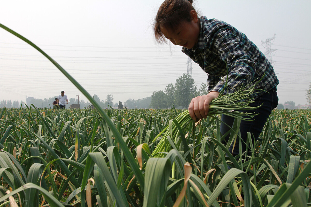 早蒜出师不利，鲜蒜半月涨1元，农民亩赚3000元，蒜你狠还涨？