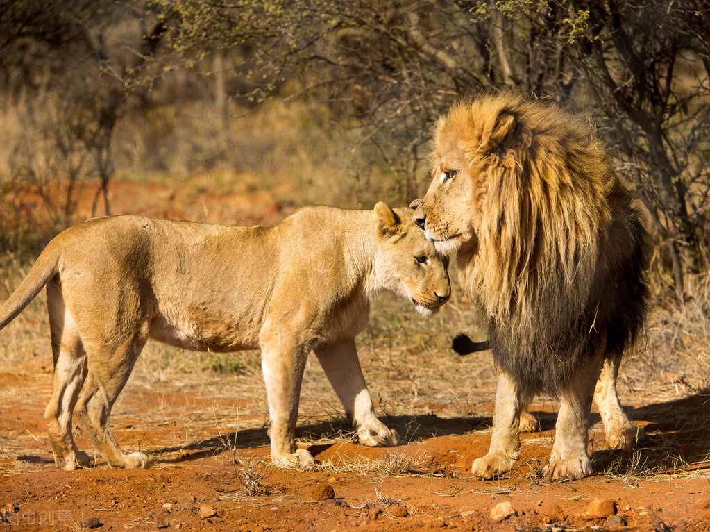 母狮子在交配后会立刻攻击撕咬雄狮,为何人类不会出现这种情况?