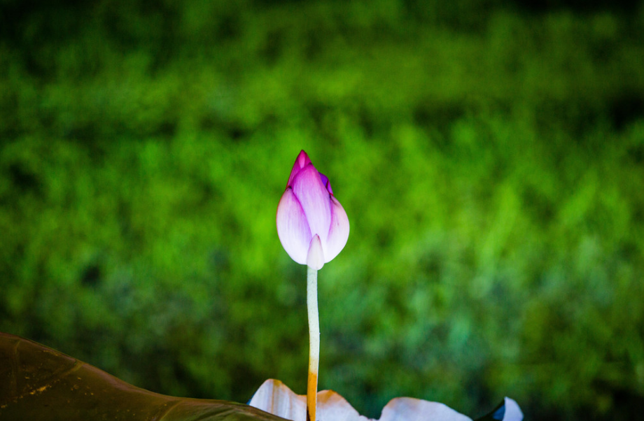 南北东西总是禅，十二首有关禅心的诗词，看古诗词里的禅意