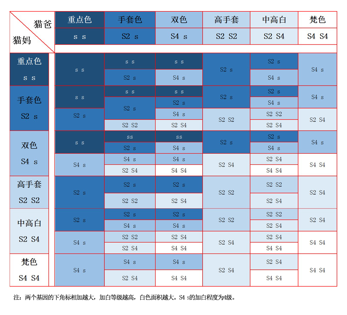 布偶猫丨海/蓝重点色