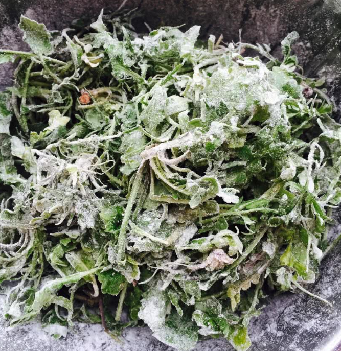 薺菜的做法大全,薺菜的做法大全家常菜
