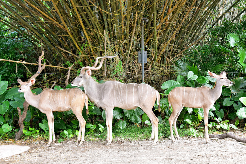 三天三夜欢乐长隆之旅（附攻略）