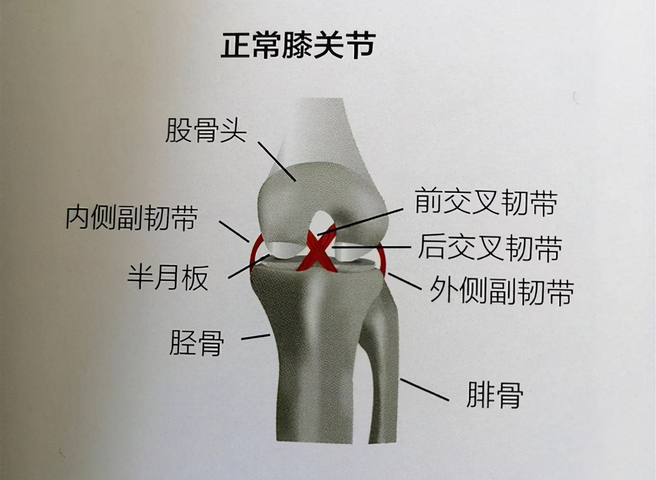 膝盖内侧的疼痛怎么选穴？医生：虽然病因很多，但是都可选曲泉