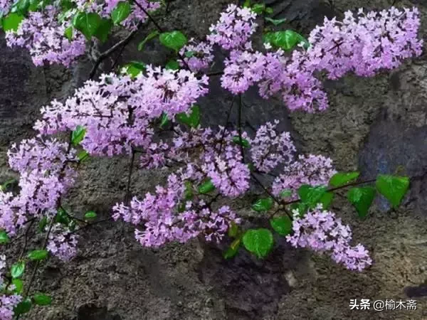 赞美丁香花的优雅诗句(十首丁香花的优美古诗词赏析)