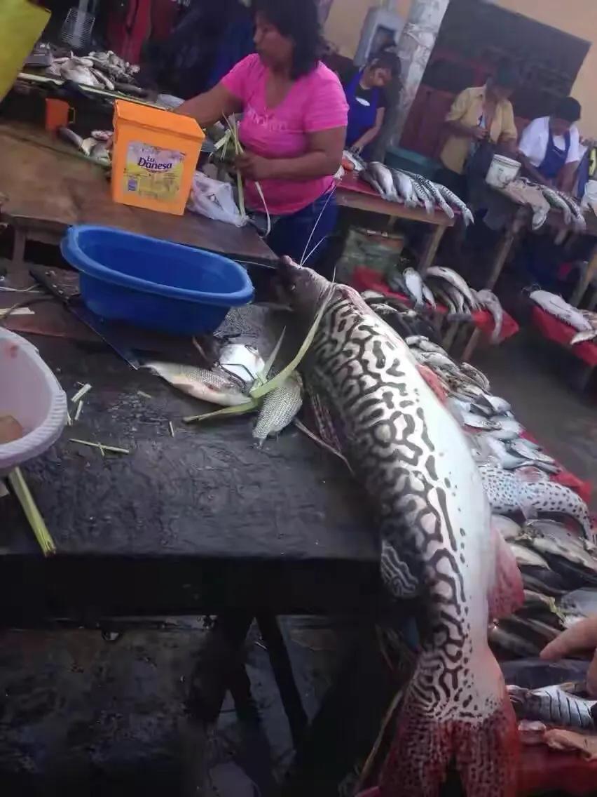 鱷魚(yú)可以吃嗎,鱷魚(yú)可以吃嗎?違法嗎?