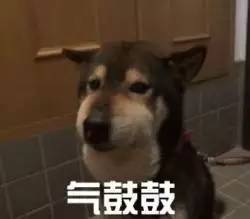 狗狗气鼓鼓表情包合集