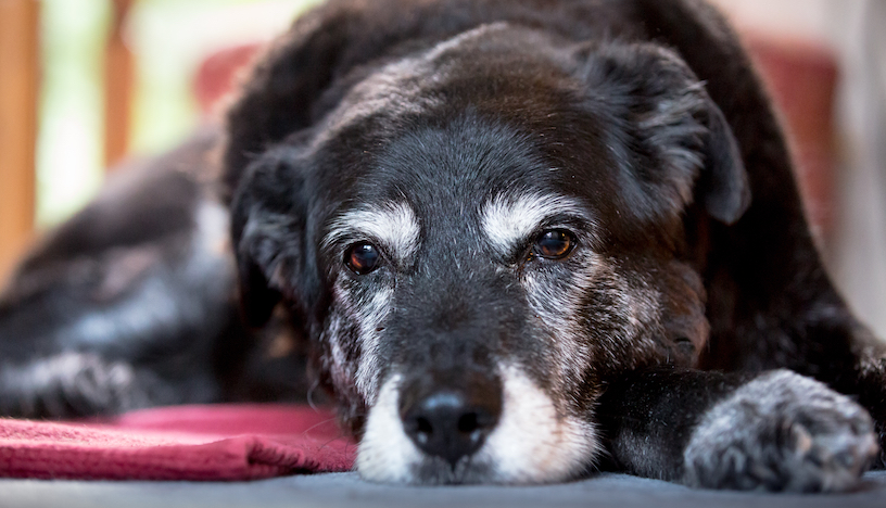 老年狗容易患的病