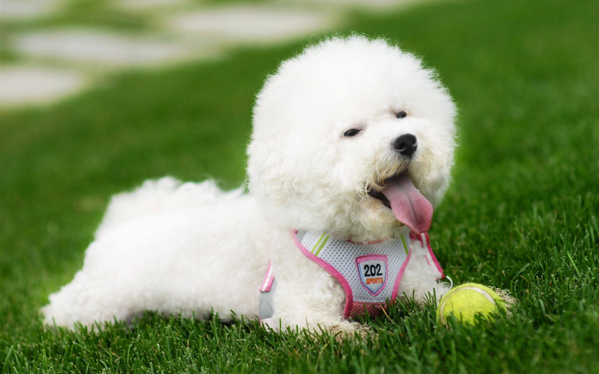 喜欢养狗的人，千万不要错过这6种小型犬，它会忠诚你一辈子