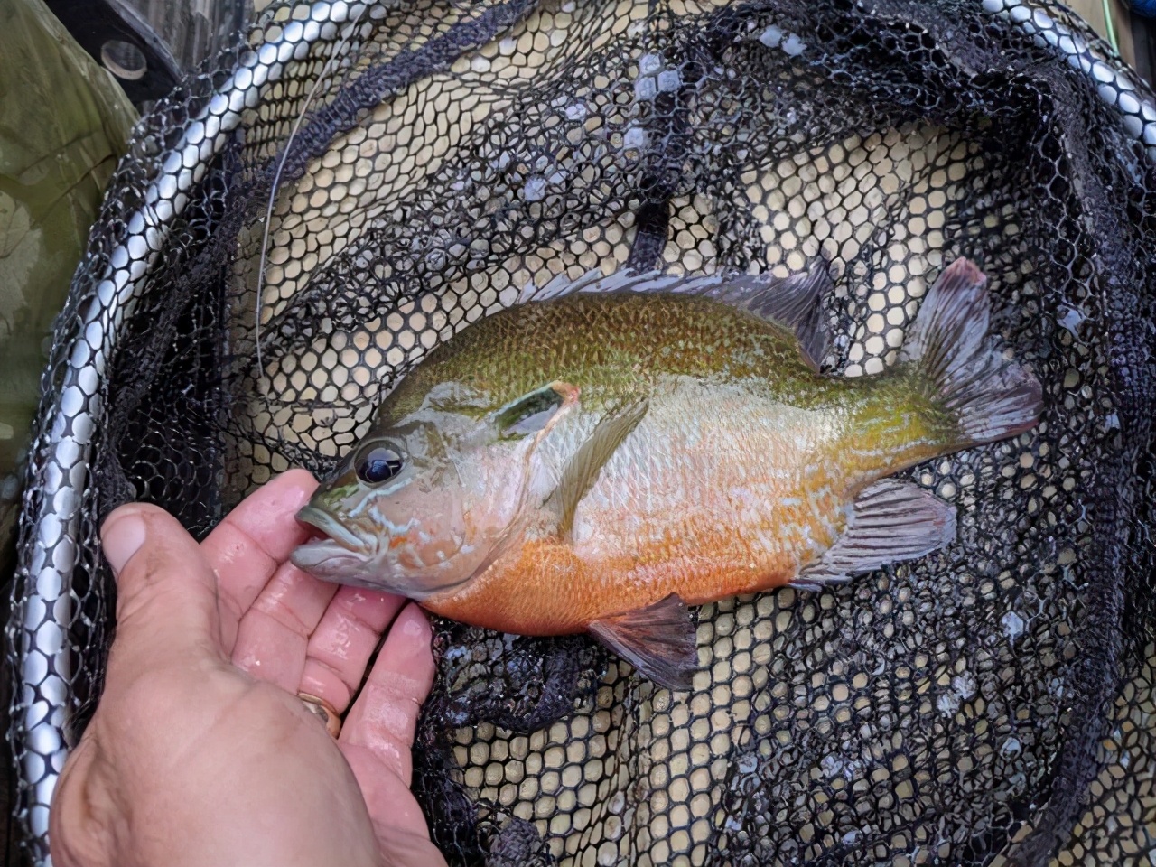 美国太阳鱼入侵四川,刺少肉嫩,它还有机会泛滥成灾吗?