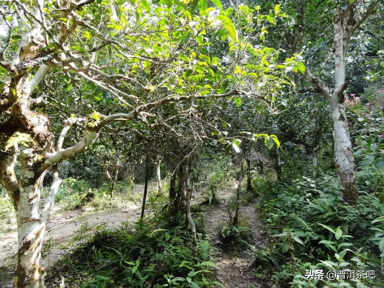巴达山在哪里（巴达有丰富的野生茶树资源）