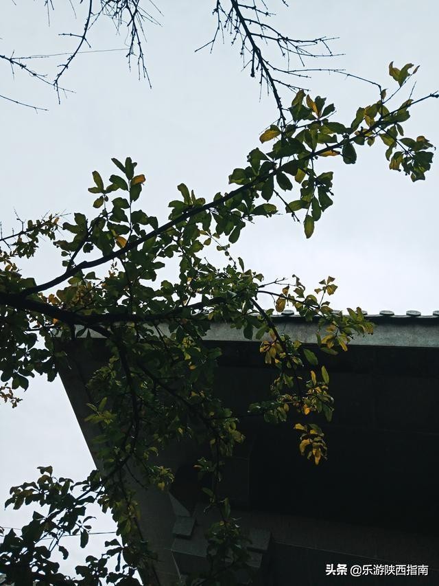 五院四系法最末！被叹惜的政法长安校区，有着超美的秋色与一日游