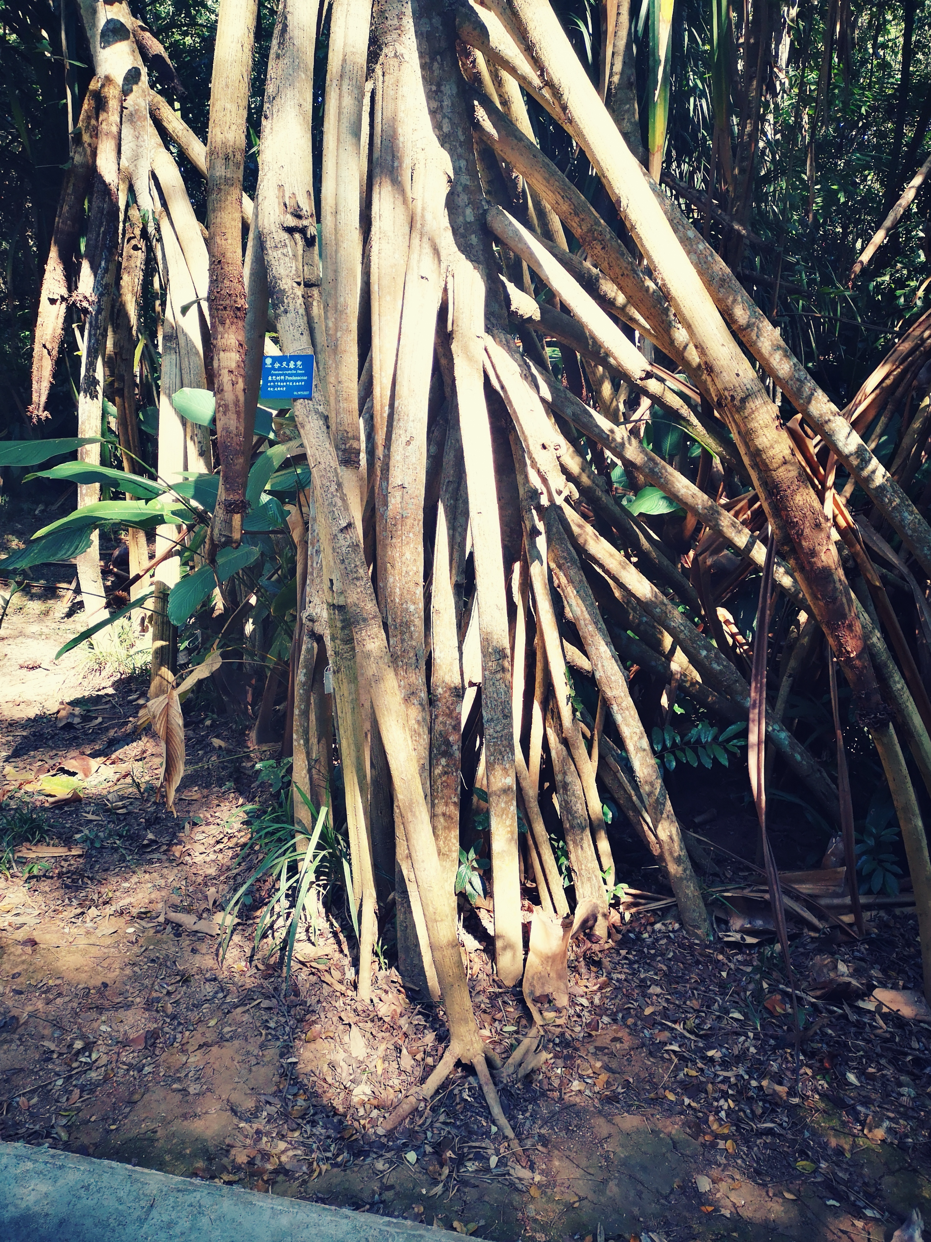 西双版纳8天9晚2600元，中科院热带植物园最详细攻略看这一篇就够