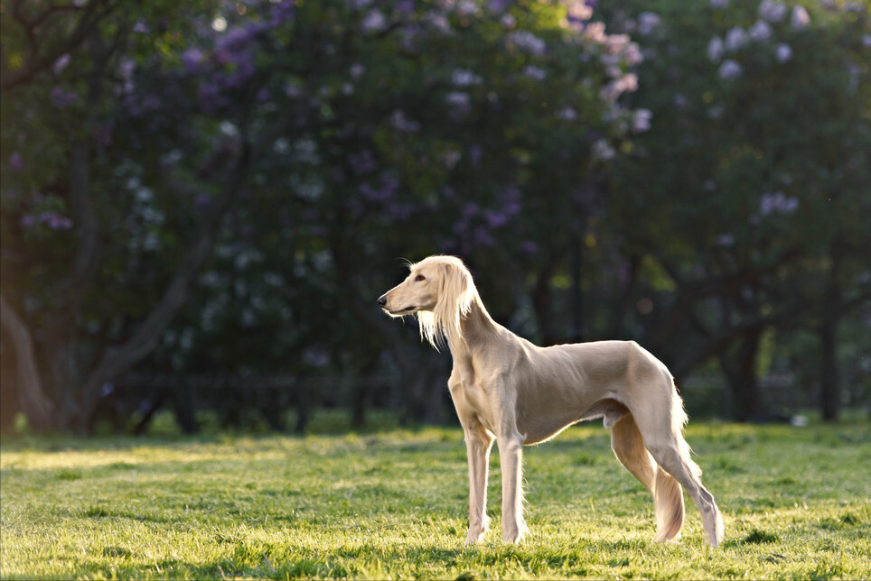 薩路基獵犬幼犬圖片5.薩路基獵犬為什麼全國就三隻4.72種名犬