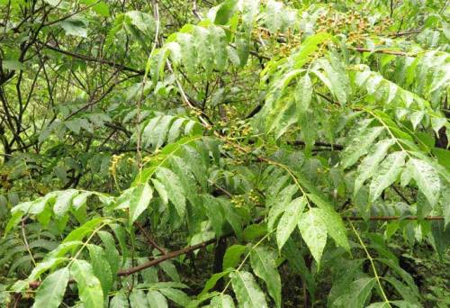 苦木的功效与作用(苦木) - 行就行