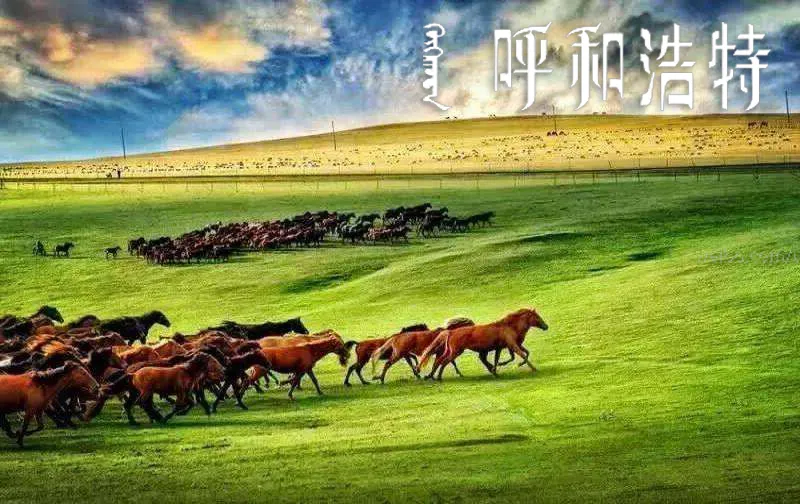 高歌曼舞 · 欢聚青城丨呼和浩特地区师资培训