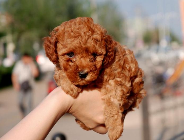 为什么泰迪和博美一样可爱,但销量却泰迪最高?其实有几个原因